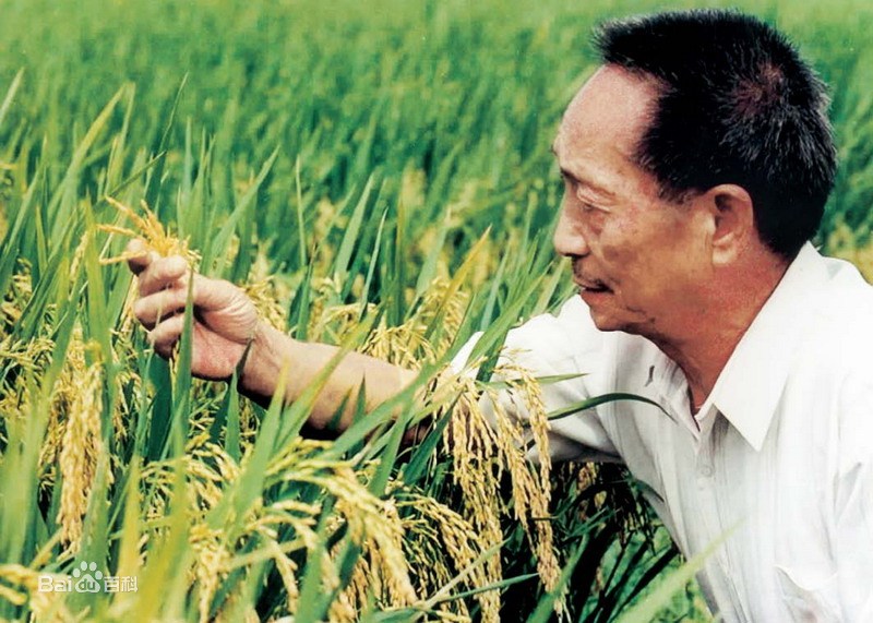 让中国人端牢端稳中国饭碗 ——记粮食领域作出突出贡献的功勋模范